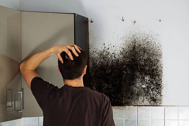 Best Certified Mold Removal  in Marbury, AL