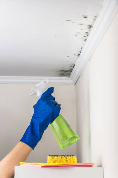 Best Local Mold Removal Service  in Marbury, AL