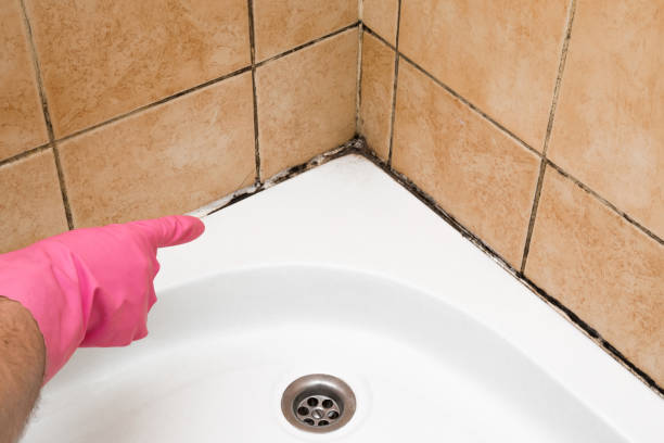 Mold Removal Process in Marbury, AL
